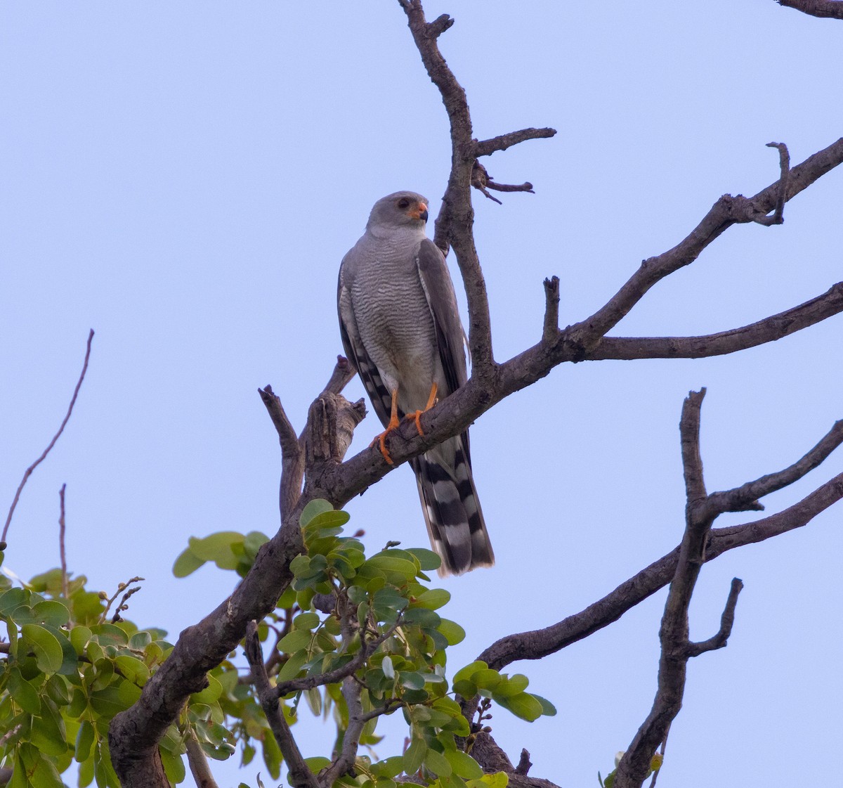 Ovambo Sparrowhawk - ML512141671