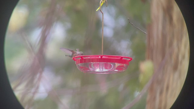 Broad-tailed Hummingbird - ML512147201