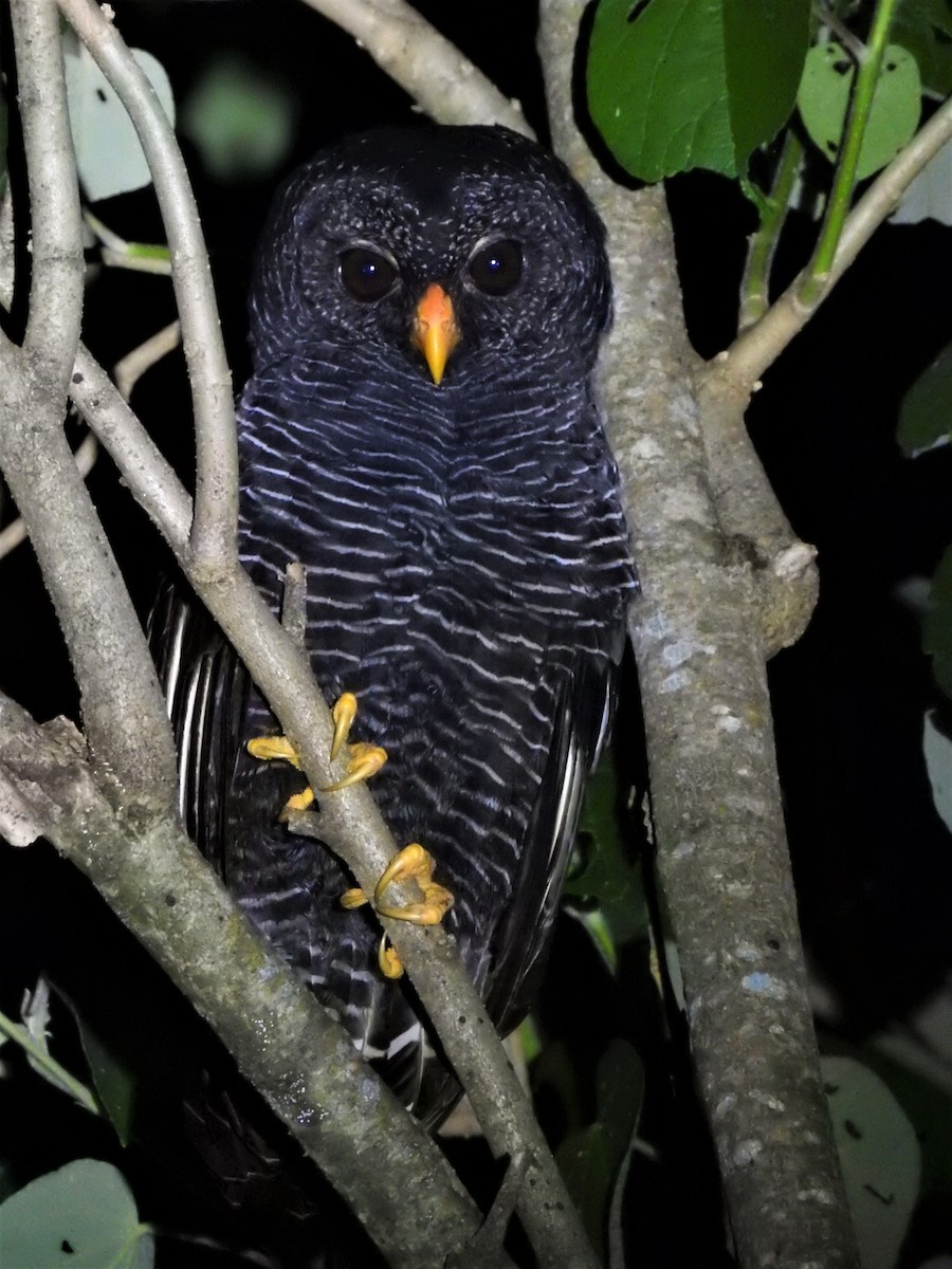 Black-banded Owl - ML512147811