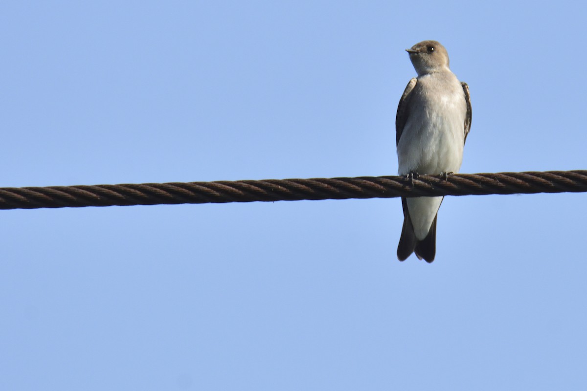 Northern Rough-winged Swallow - ML512149071