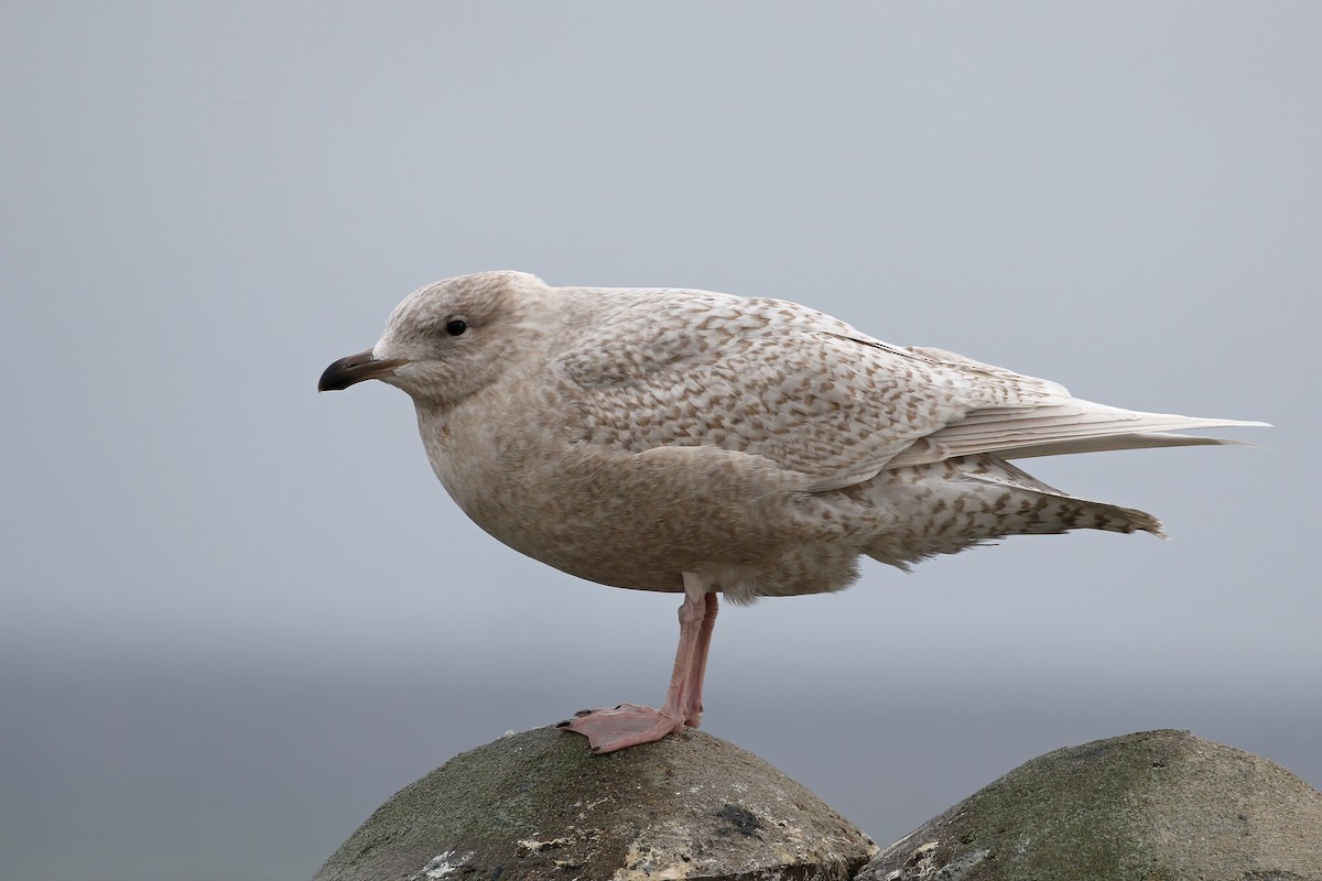 Iceland Gull (kumlieni) - Jeffrey Offermann