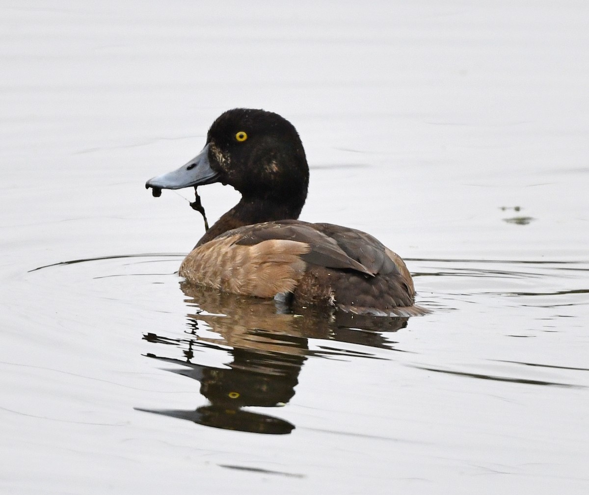 Greater Scaup - ML512155271