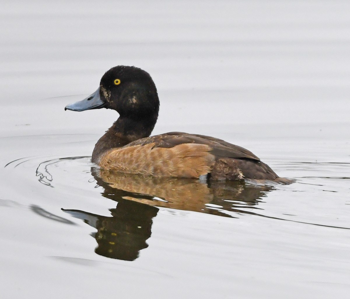 Greater Scaup - ML512155281