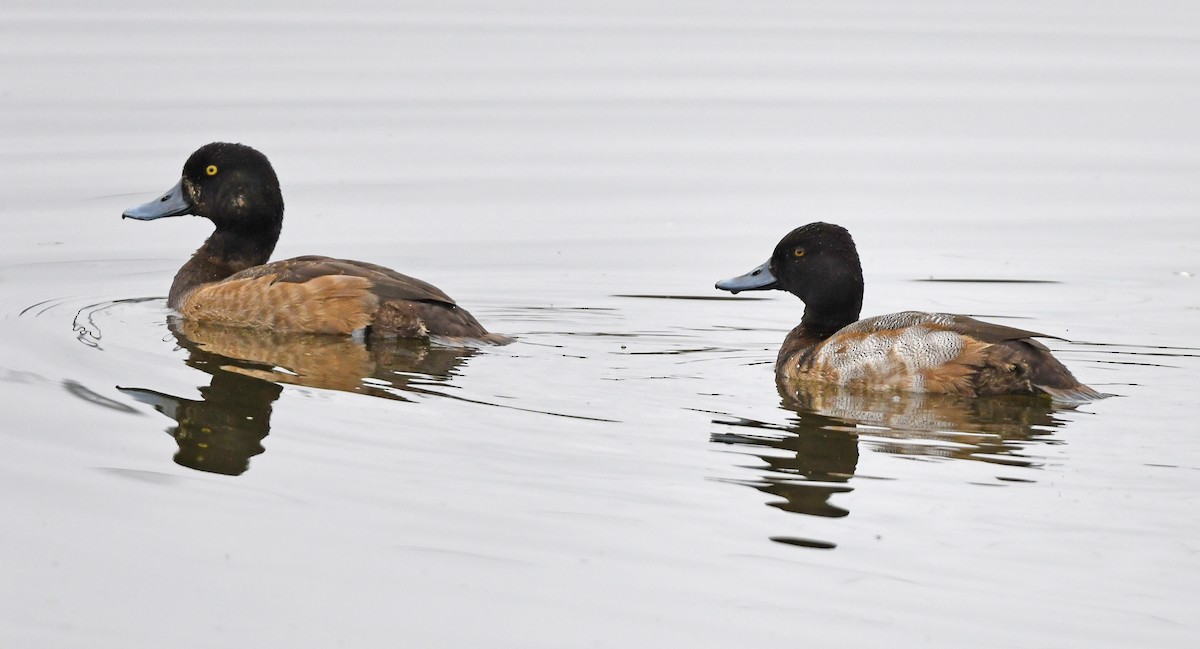 Greater Scaup - ML512155301
