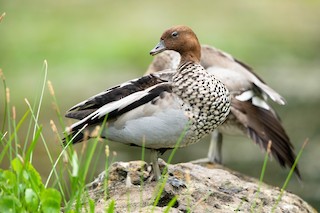 Maned Duck, ML512161651