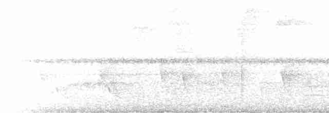 Tinamou noctivague - ML512165441