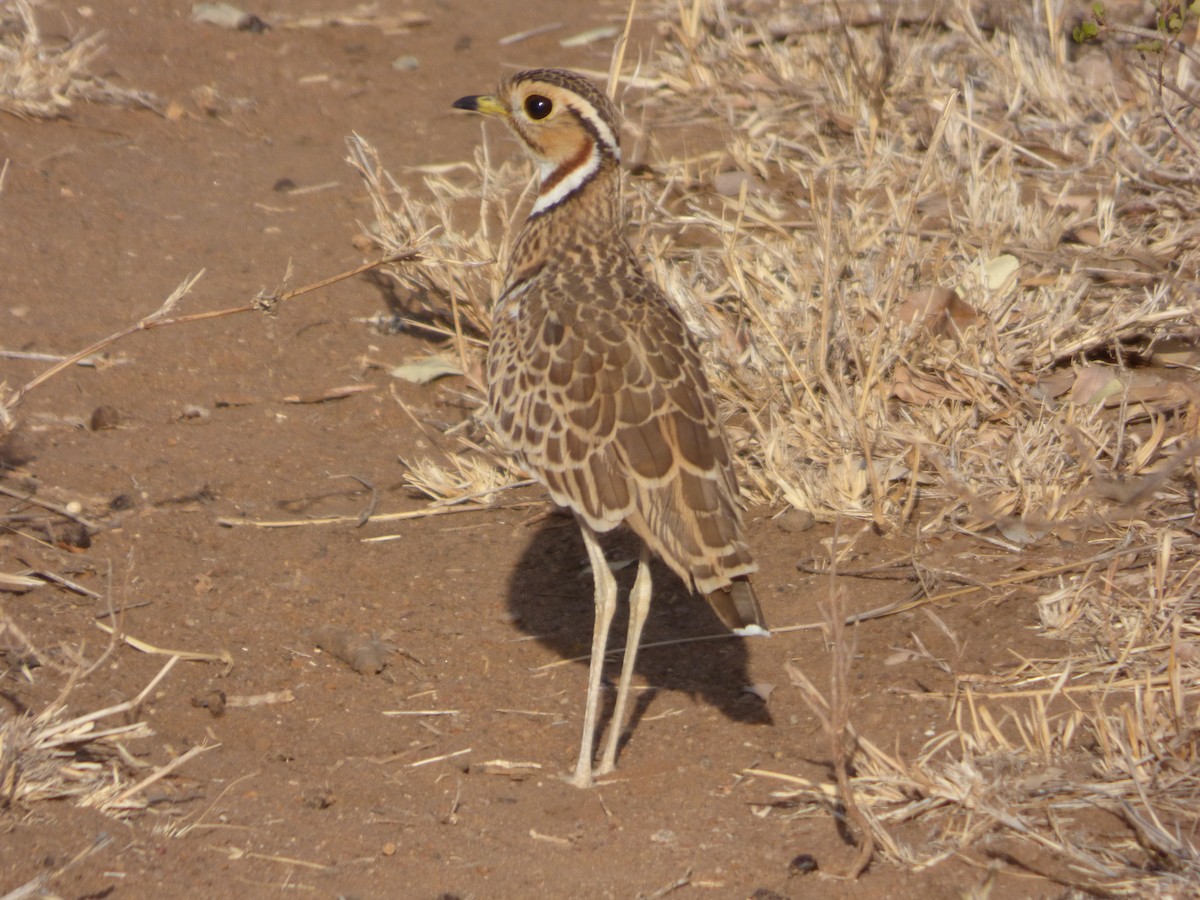 Three-banded Courser - ML51216661
