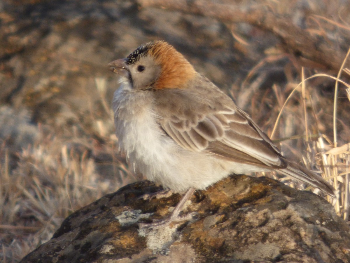 Speckle-fronted Weaver - ML51216761