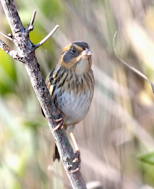 Saltmarsh Sparrow - Bill Hubick
