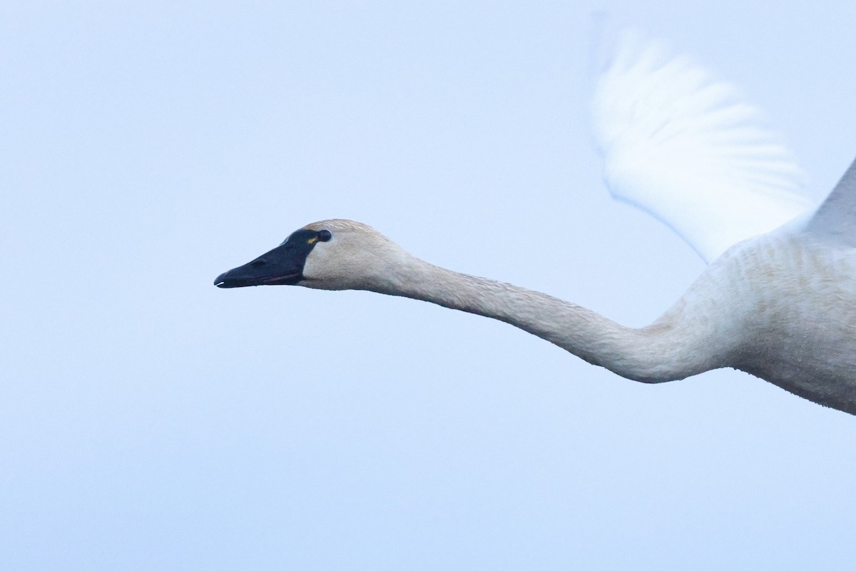 Tundra Swan (Whistling) - ML512175771