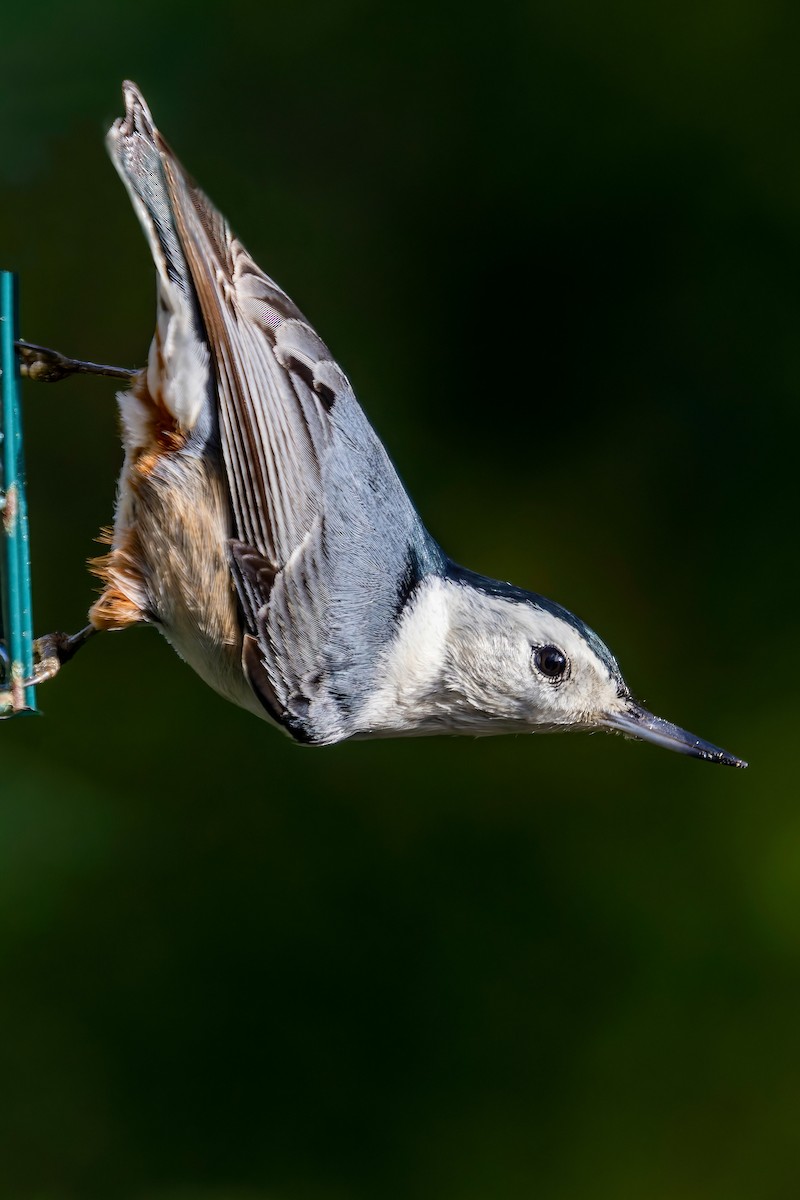 White-breasted Nuthatch (Pacific) - ML512177961