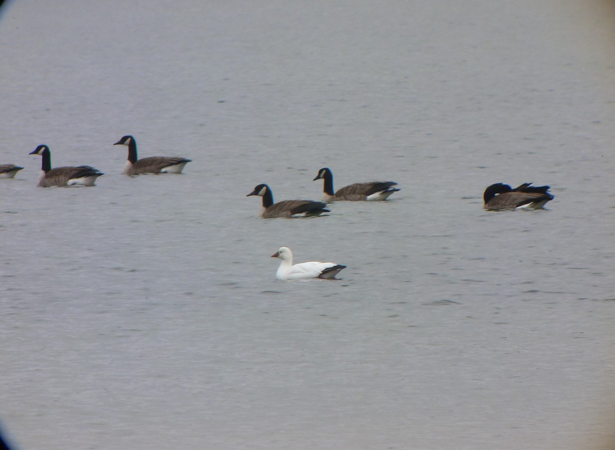 eBird Checklist - 11 Dec 2022 - Portage Lake Park - 11 species (+1 ...