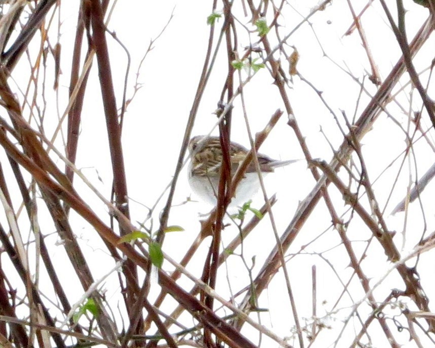 Chipping Sparrow - ML51219821