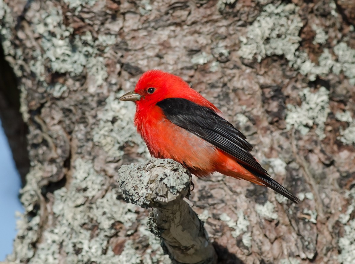 Scarlet Tanager - ML51220161