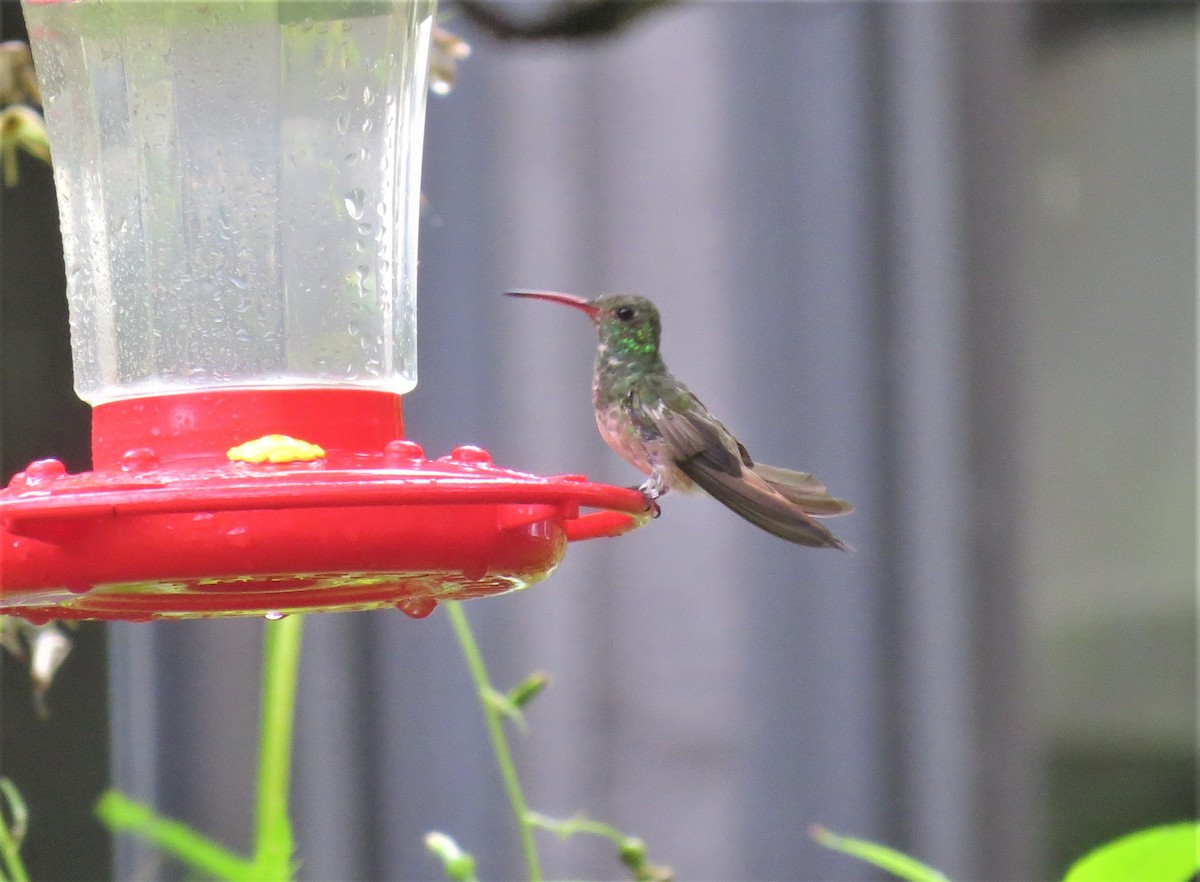 Buff-bellied Hummingbird - ML512201761