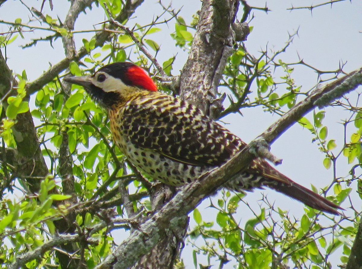 Green-barred Woodpecker - Mark Amershek