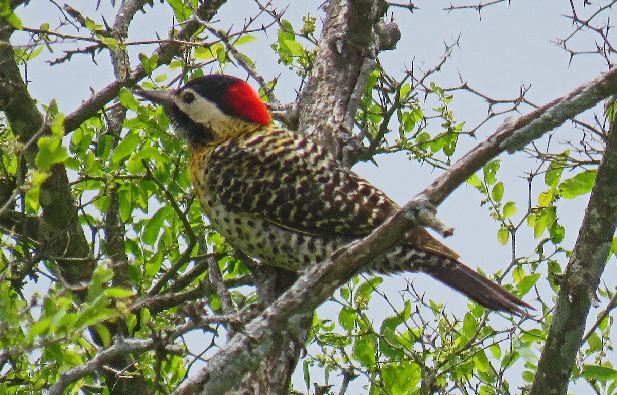 Green-barred Woodpecker - ML512208751