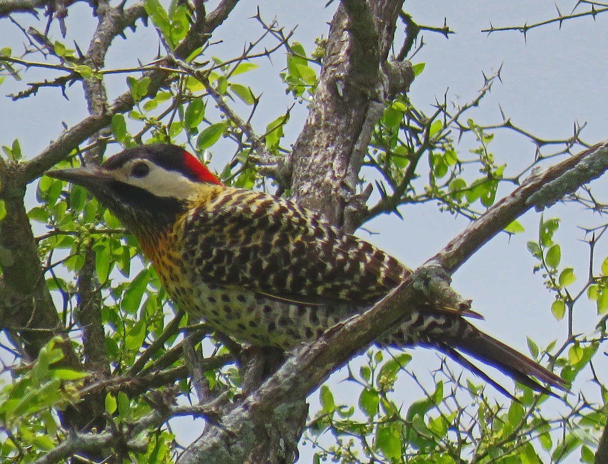 Green-barred Woodpecker - ML512208761
