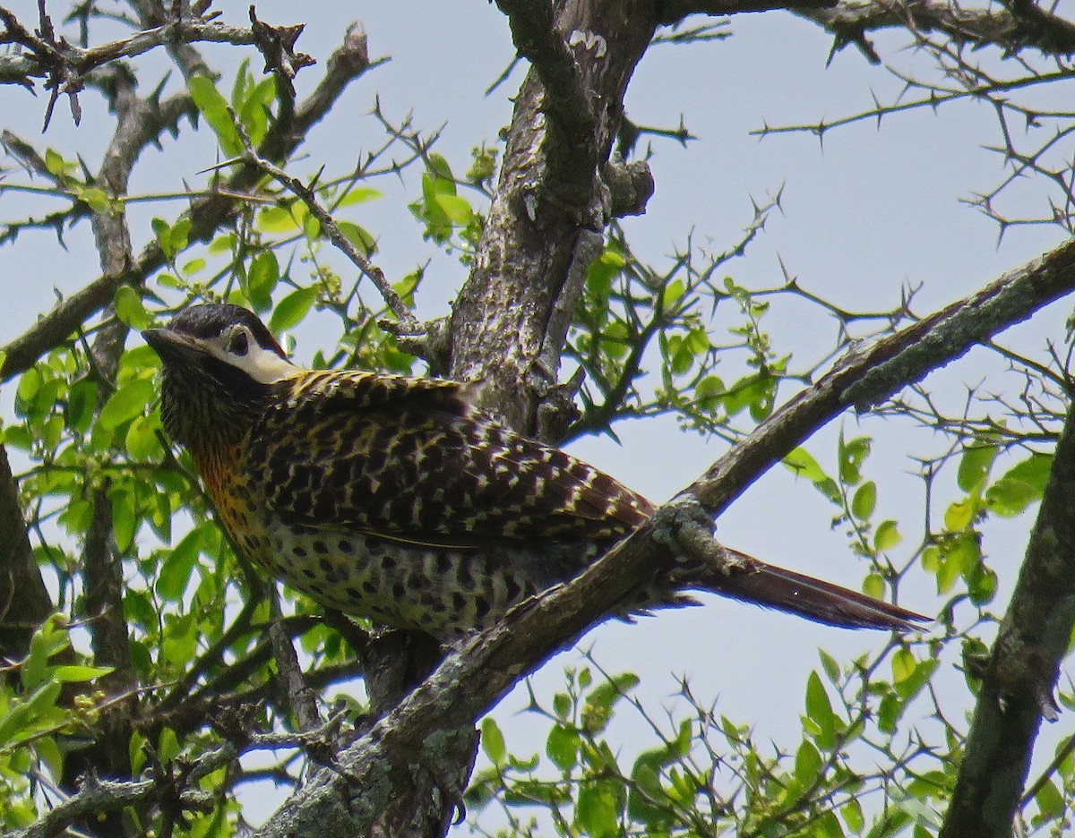 Green-barred Woodpecker - ML512208771
