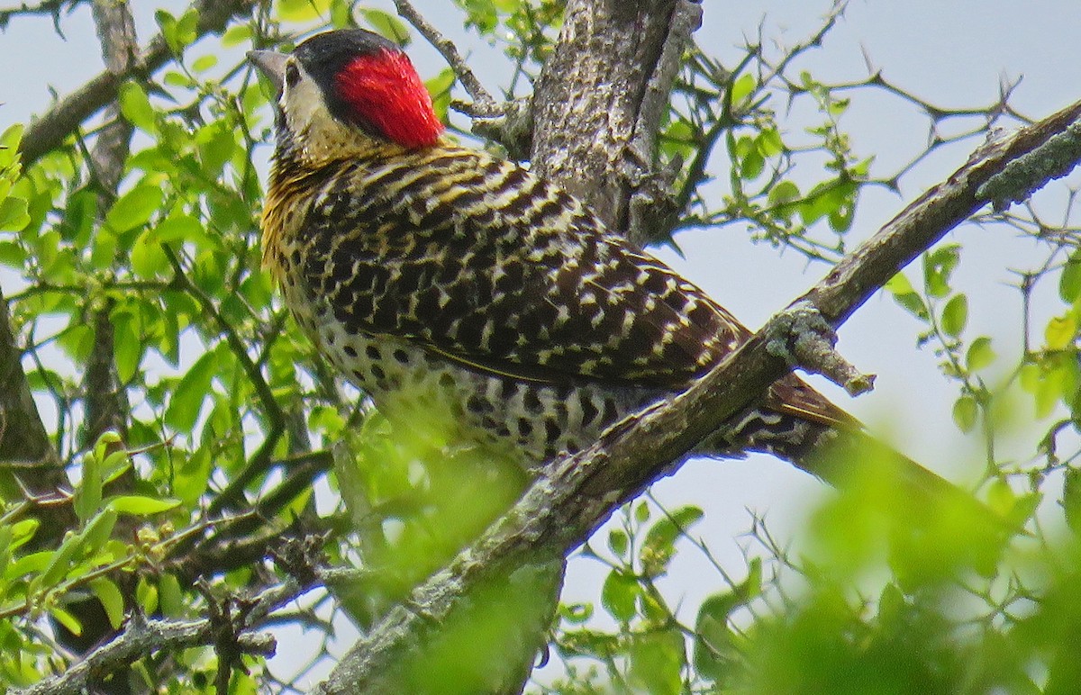 Green-barred Woodpecker - ML512208791