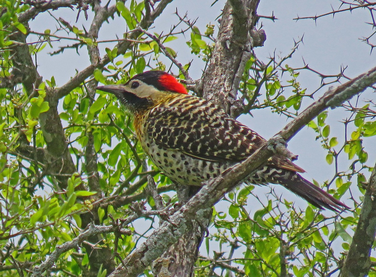 Green-barred Woodpecker - Mark Amershek