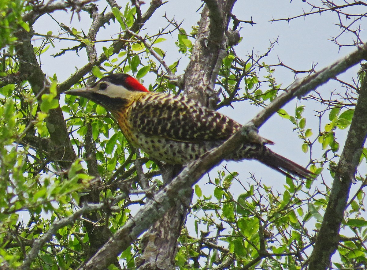 Green-barred Woodpecker - ML512208811