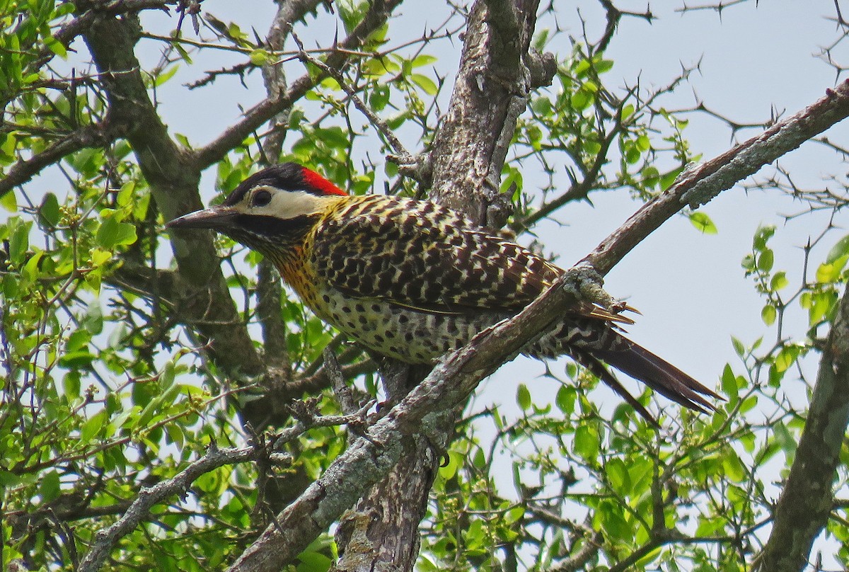 Green-barred Woodpecker - ML512208821
