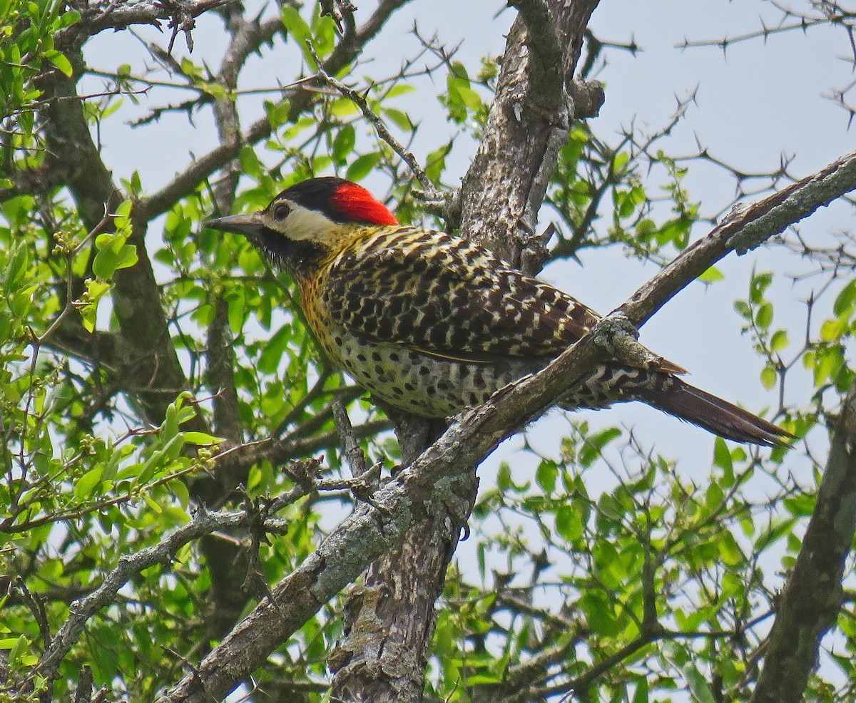 Green-barred Woodpecker - ML512208831