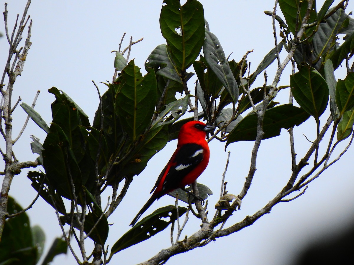 White-winged Tanager - ML512209401