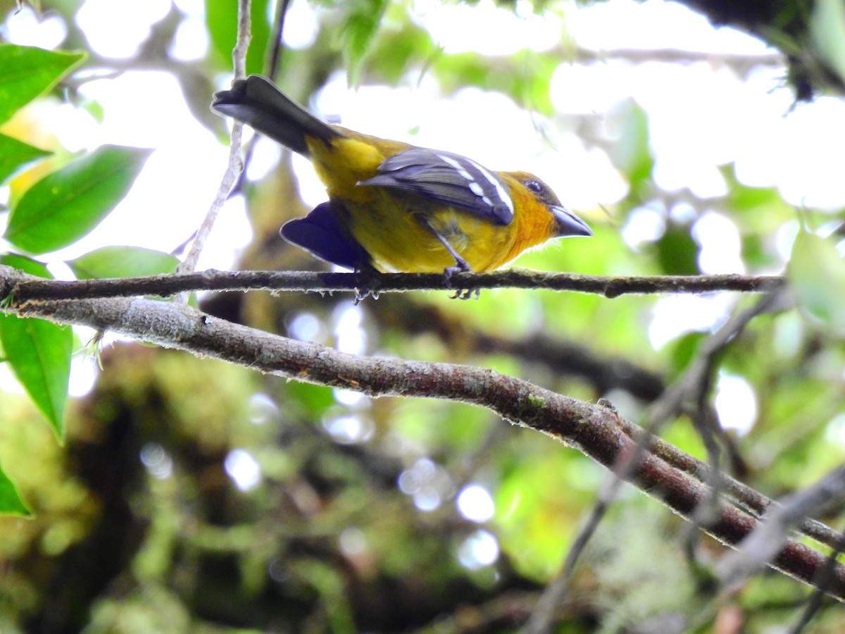 White-winged Tanager - ML512209611