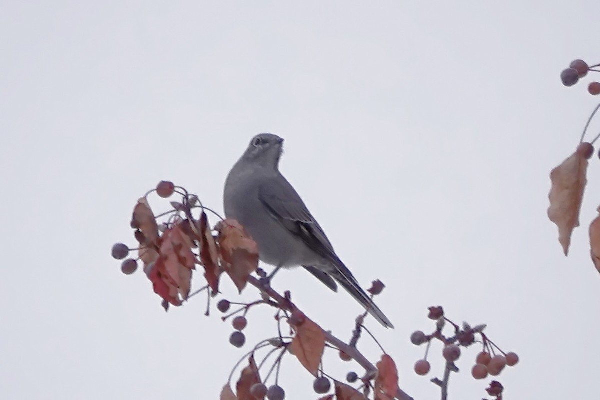 Townsend's Solitaire - ML512215761