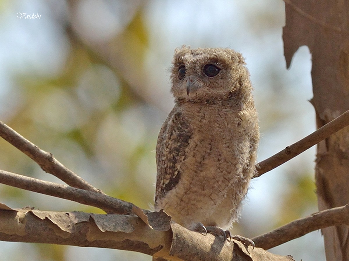 Indian Scops-Owl - Vaidehi  Gunjal