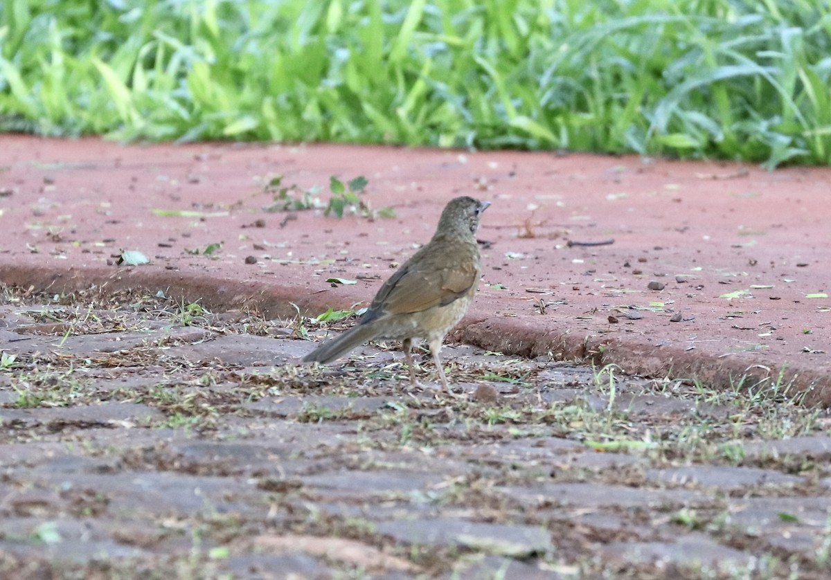 Pale-breasted Thrush - ML512217461