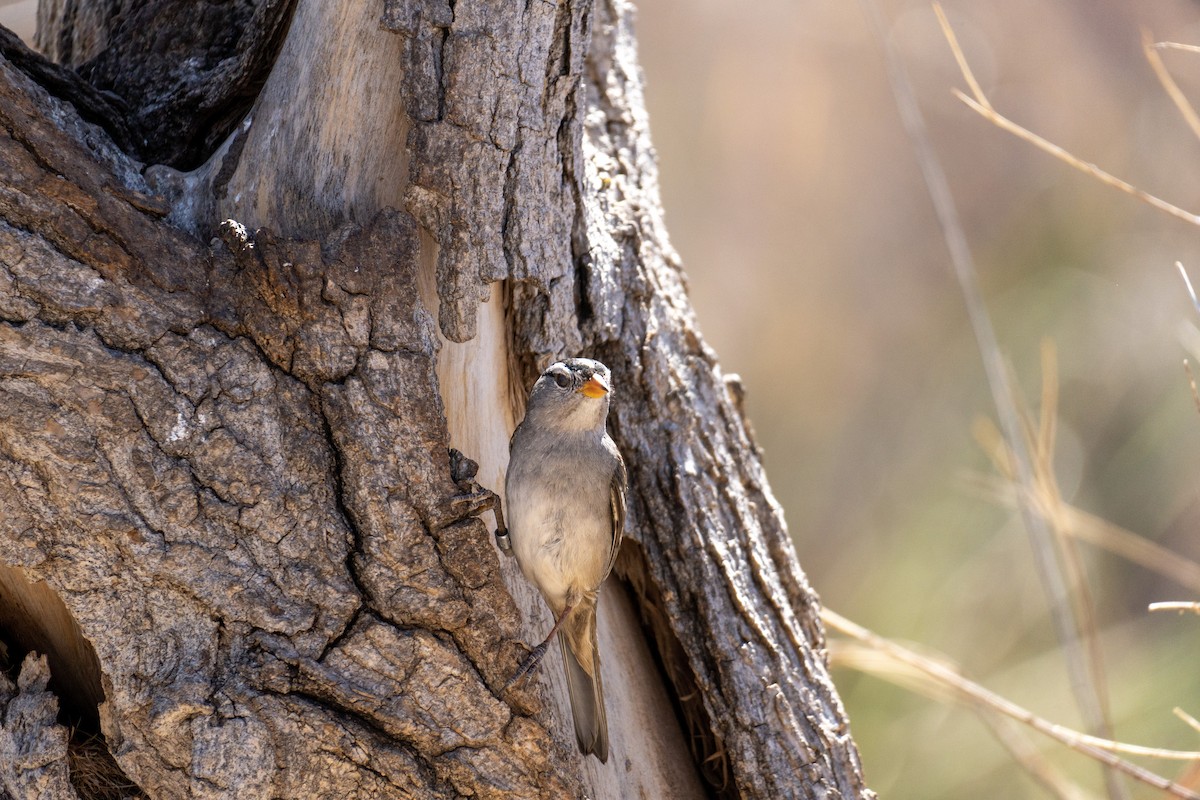 White-crowned Sparrow - ML512218801