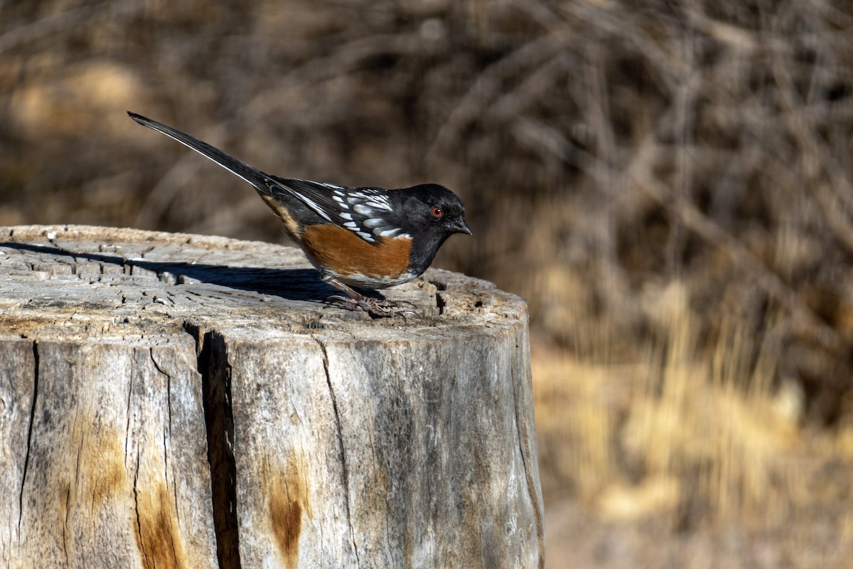Spotted Towhee - ML512220221