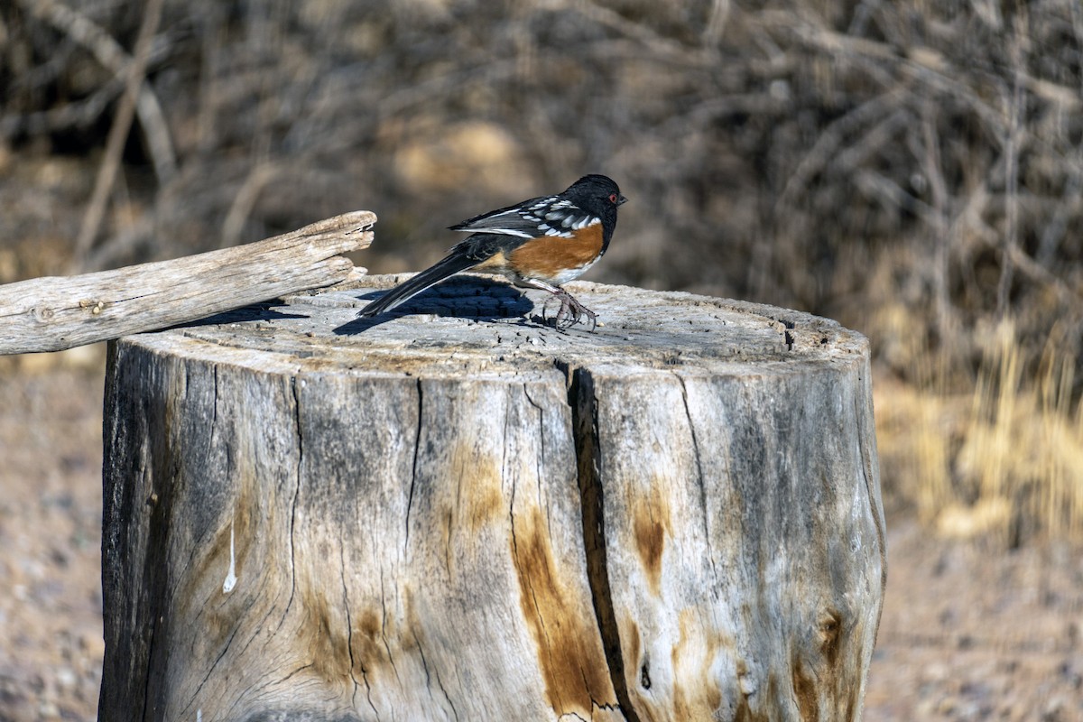 Spotted Towhee - ML512220231