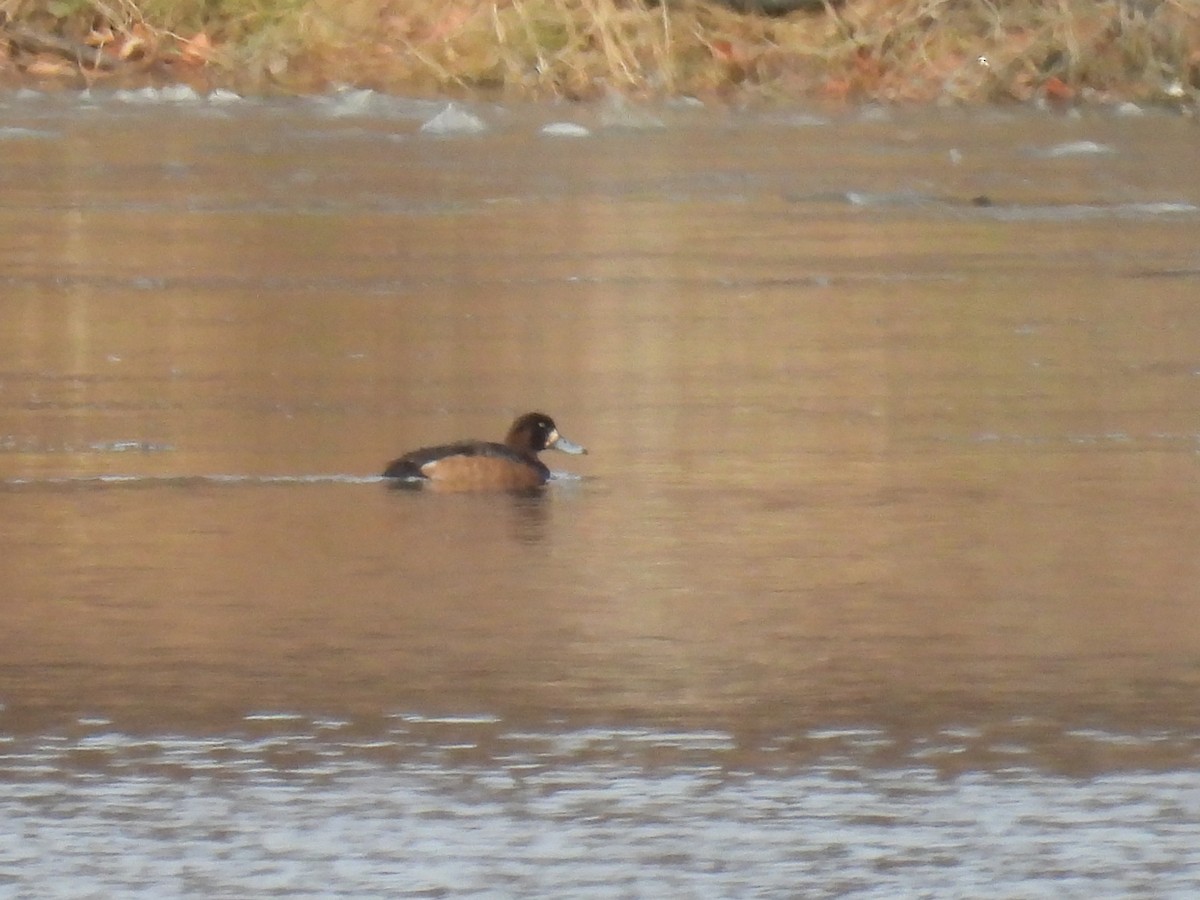 Greater Scaup - ML512220921