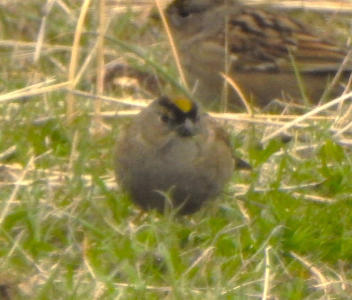 Golden-crowned Sparrow - ML512225921