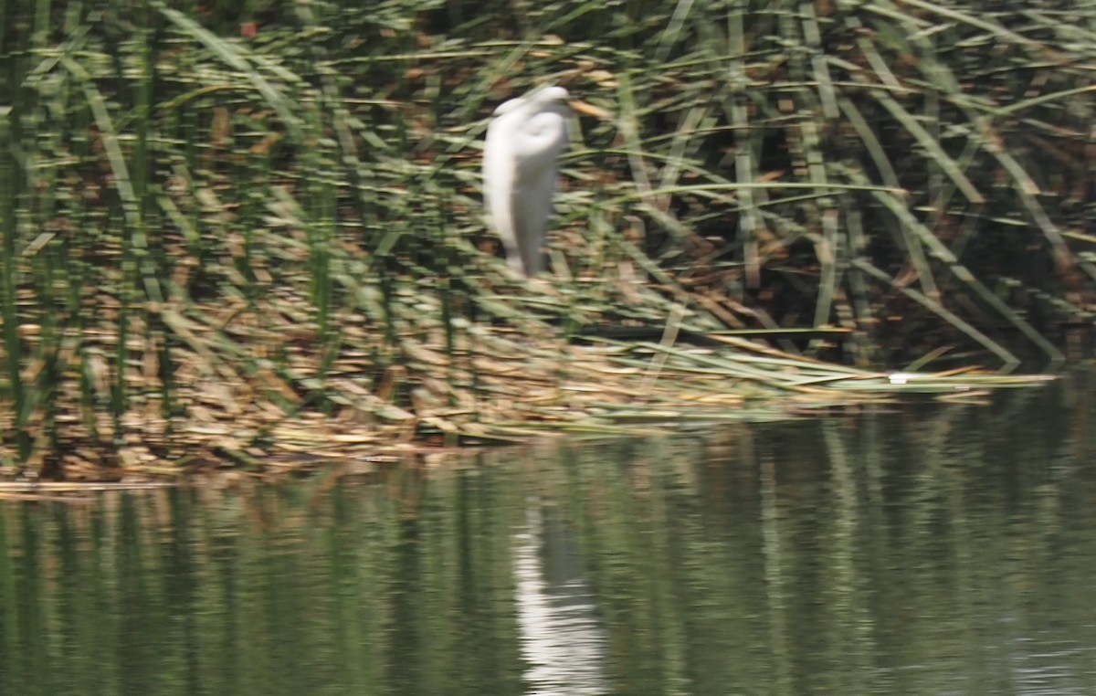 Ml512230761 Great Egret Macaulay Library