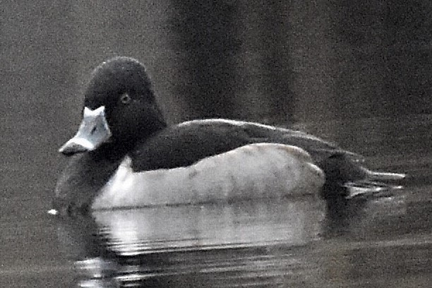 Ring-necked Duck - ML512231931