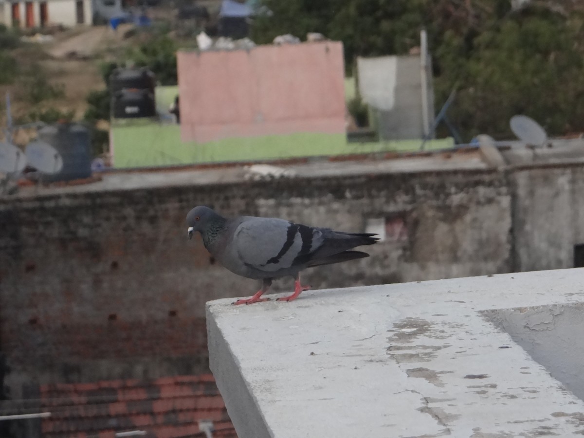 Rock Pigeon (Feral Pigeon) - Vidhya Sundar