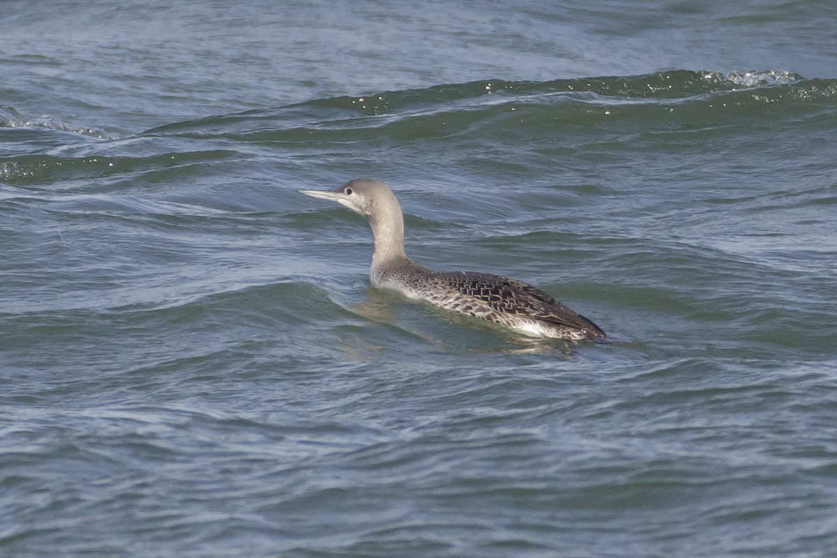 Red-throated Loon - ML512238481