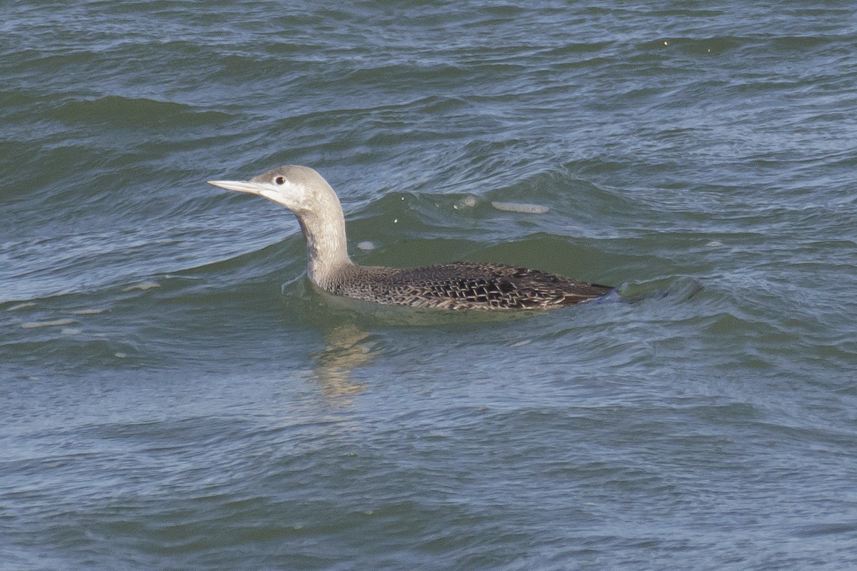 Red-throated Loon - ML512238491