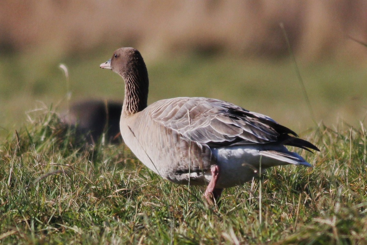 Pink-footed Goose - Margaret Viens