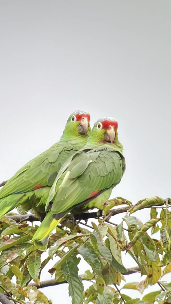 Red-lored Parrot - Jonathan Dokupil