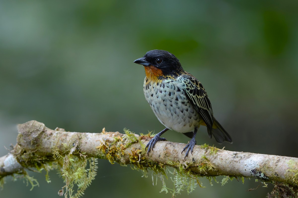 Rufous-throated Tanager - David Hollie