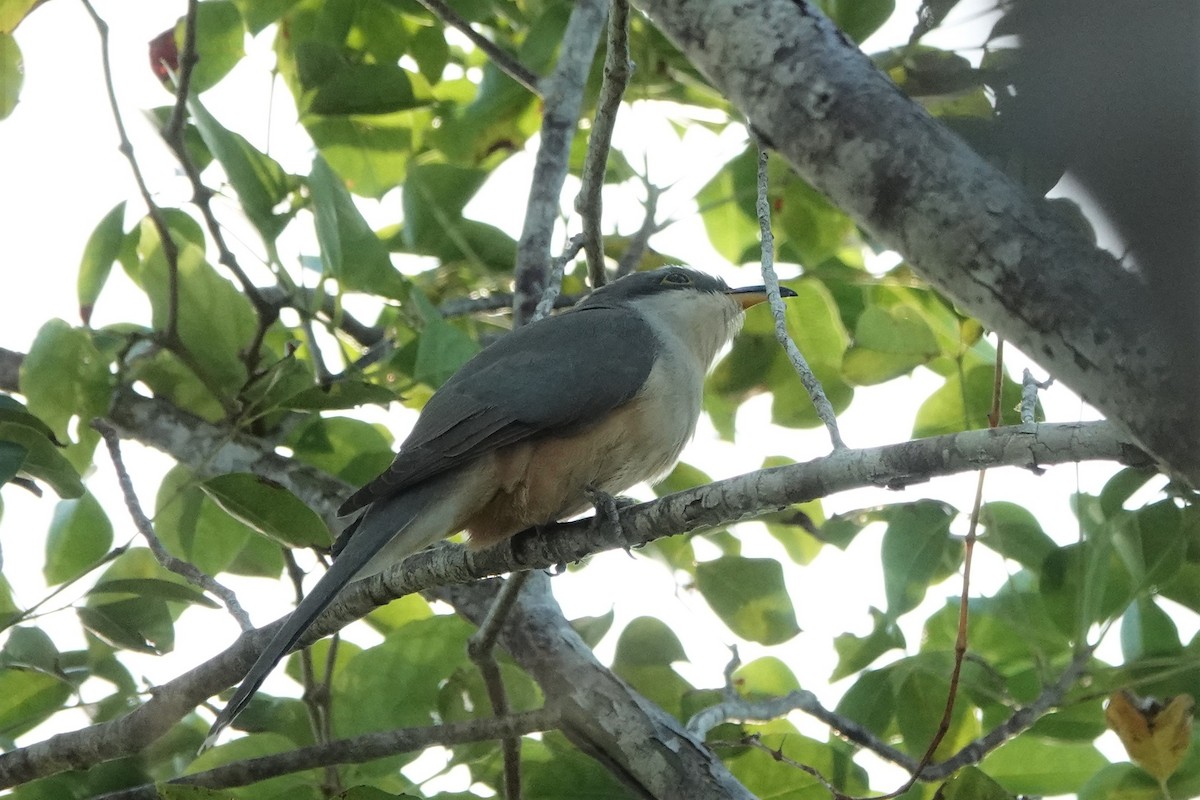 Mangrove Cuckoo - ML512247071