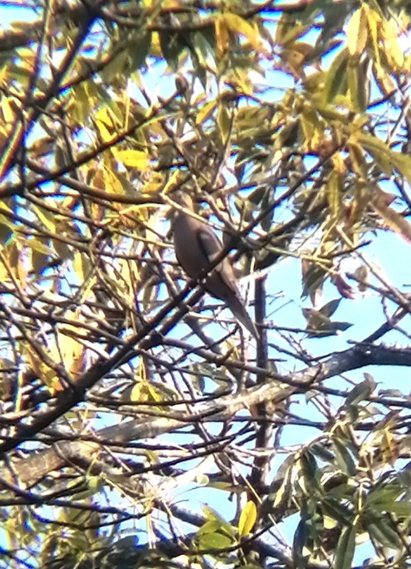 eBird Caribbean Checklist - 11 Dec 2022 - Seleccionado automáticamente ...