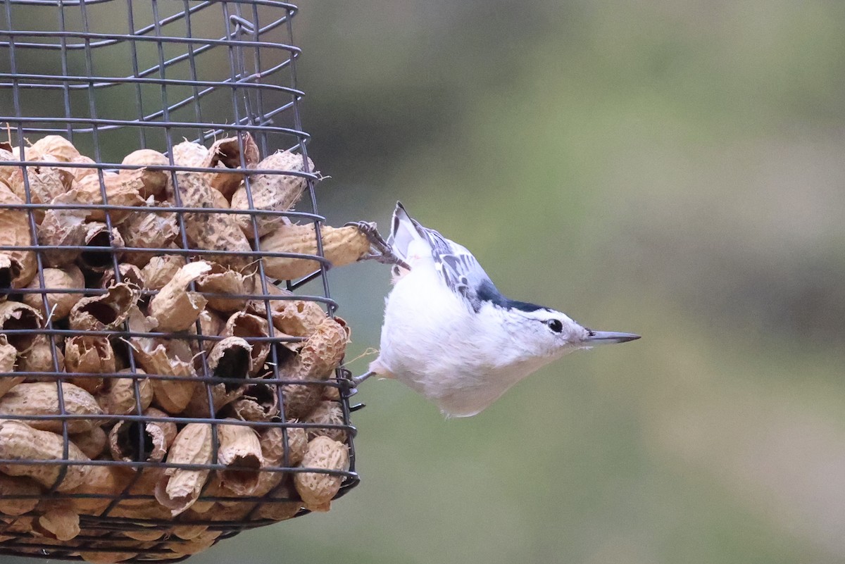 White-breasted Nuthatch - ML512258801