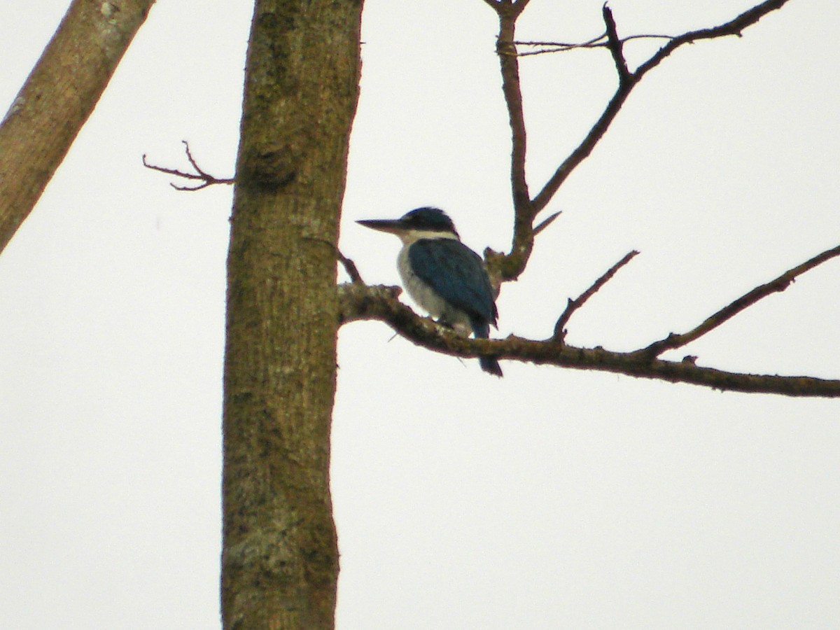 Collared Kingfisher (Collared) - ML51226451